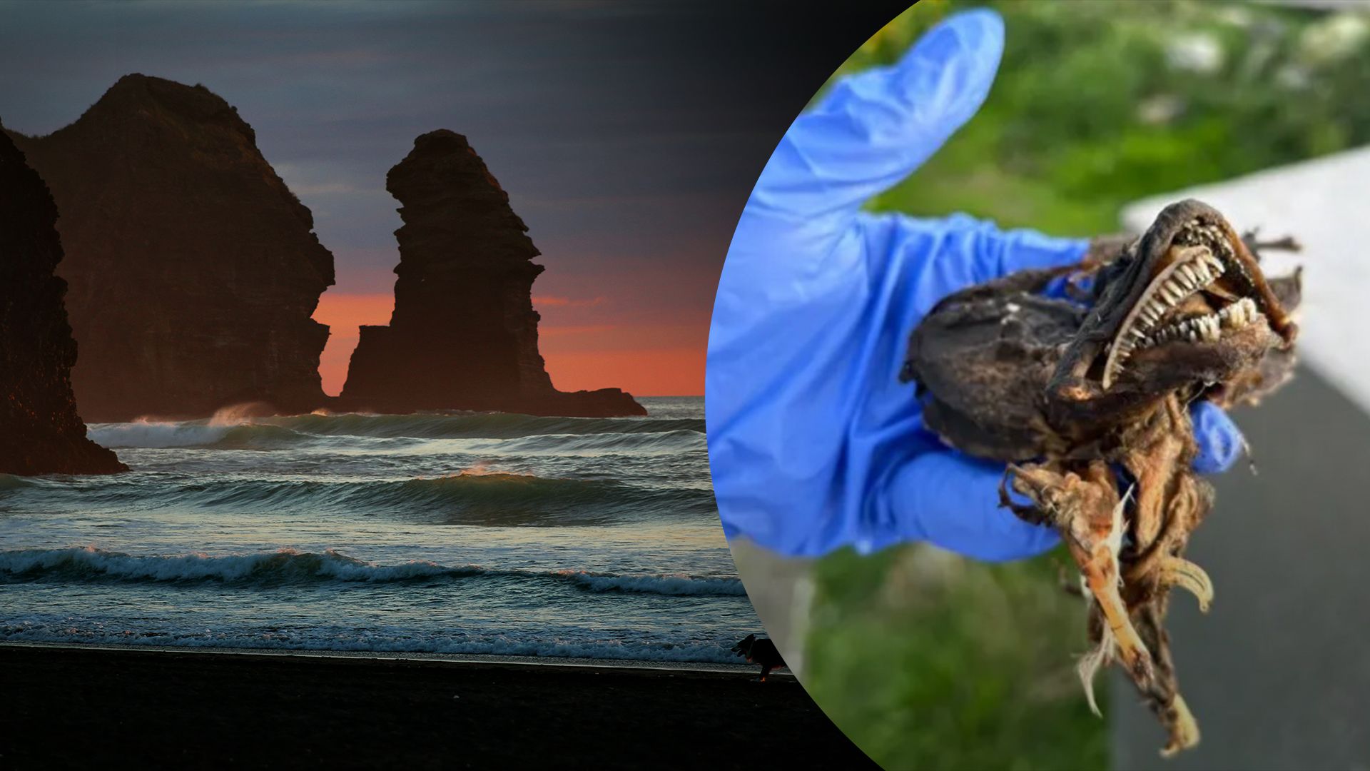 На узбережжя провінції Канади винесло незвичайну істоту - фото На узбережжя провінції Канади винесло незвичайну істоту - фото