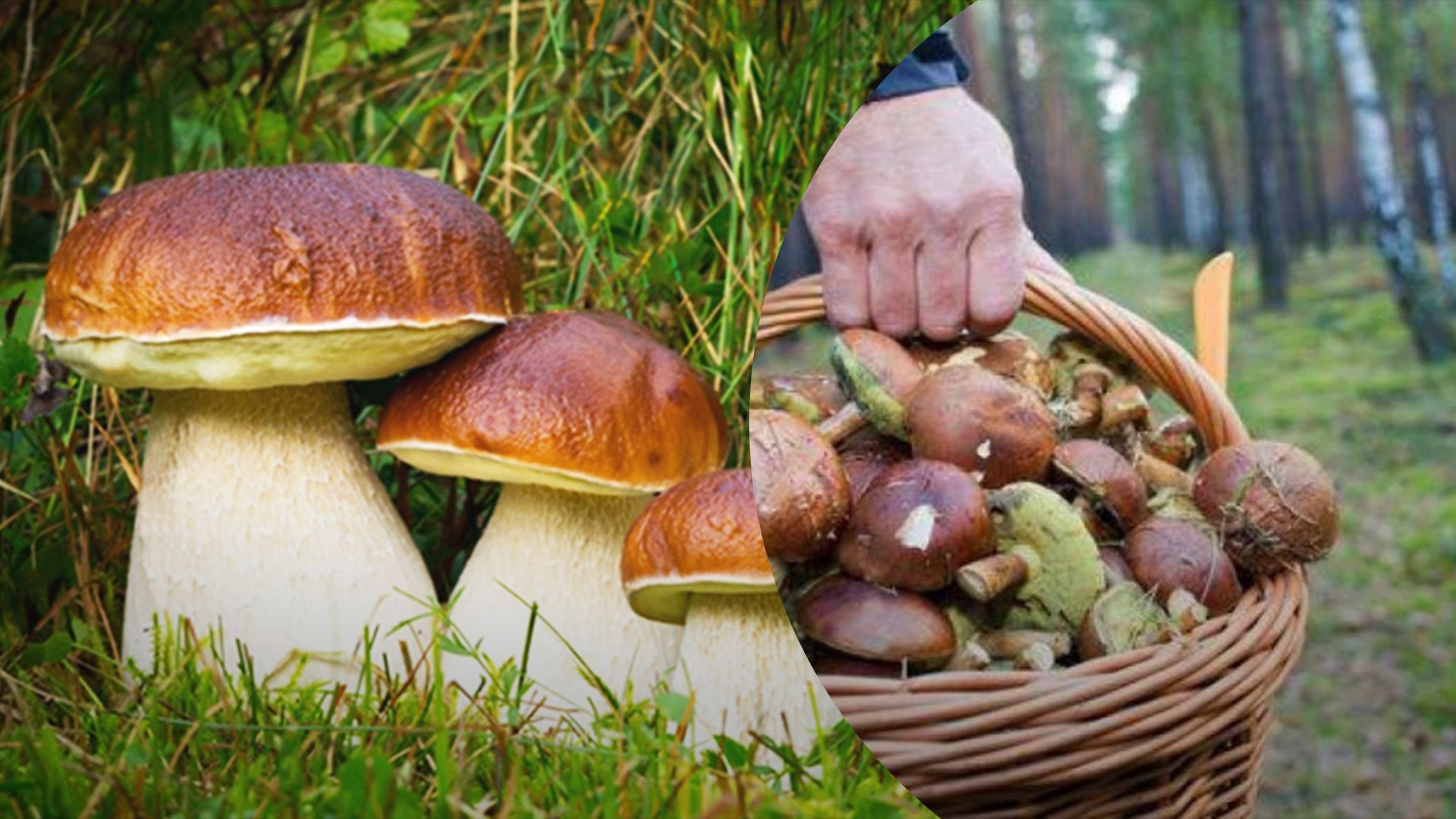 Какие запреты на сбор грибов действуют Какие запреты на сбор грибов действуют