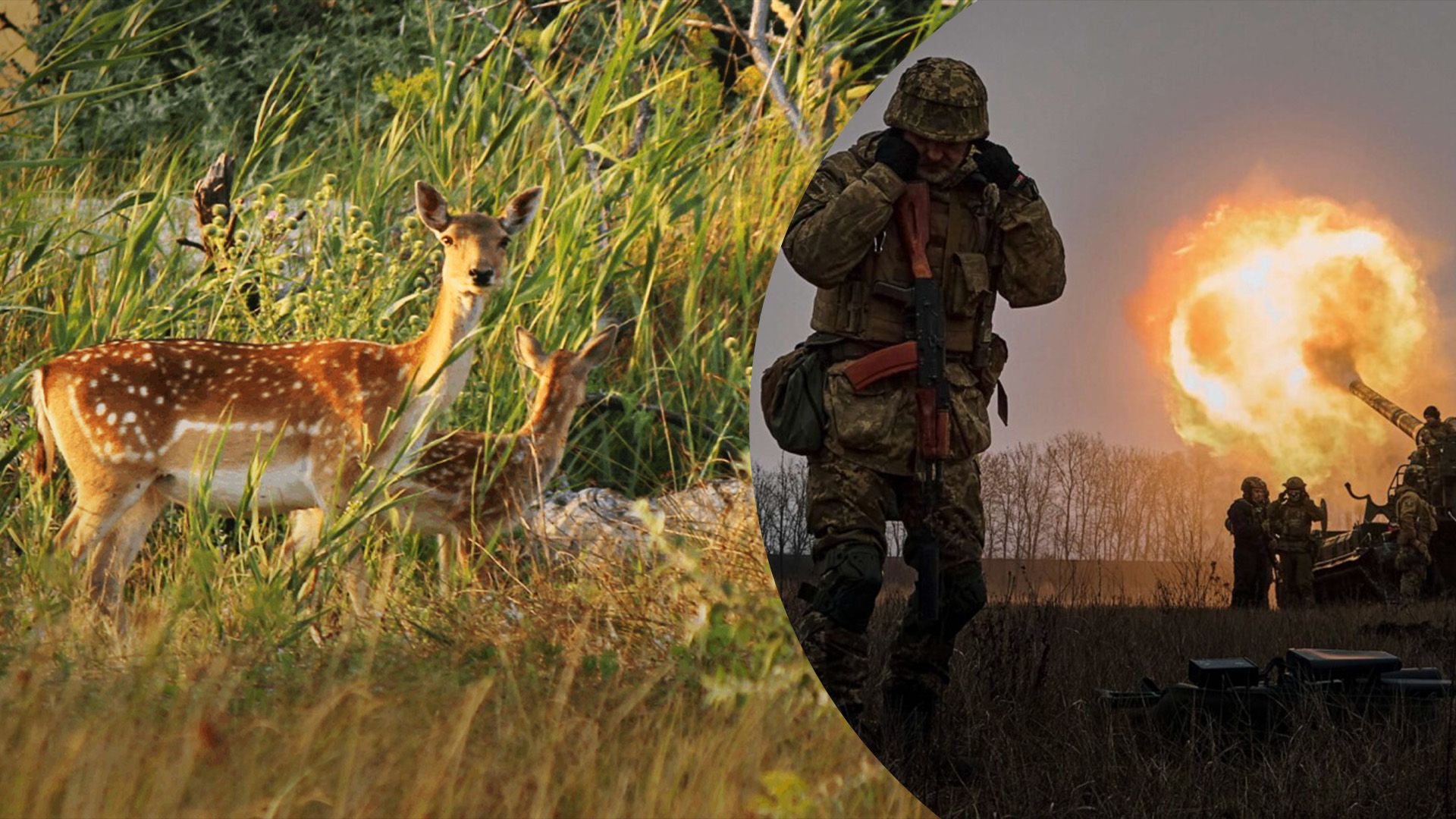 Чим загрожує міграція диких тварин від фронту Чим загрожує міграція диких тварин від фронту