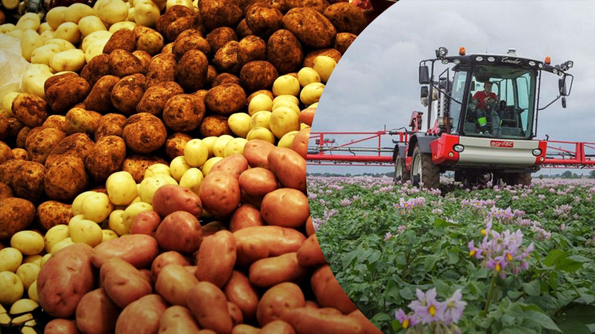 Які труднощі переживає українське картоплярство Які труднощі переживає українське картоплярство