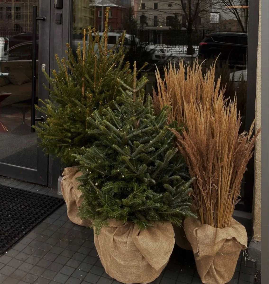 елка в горшке елка в горшке