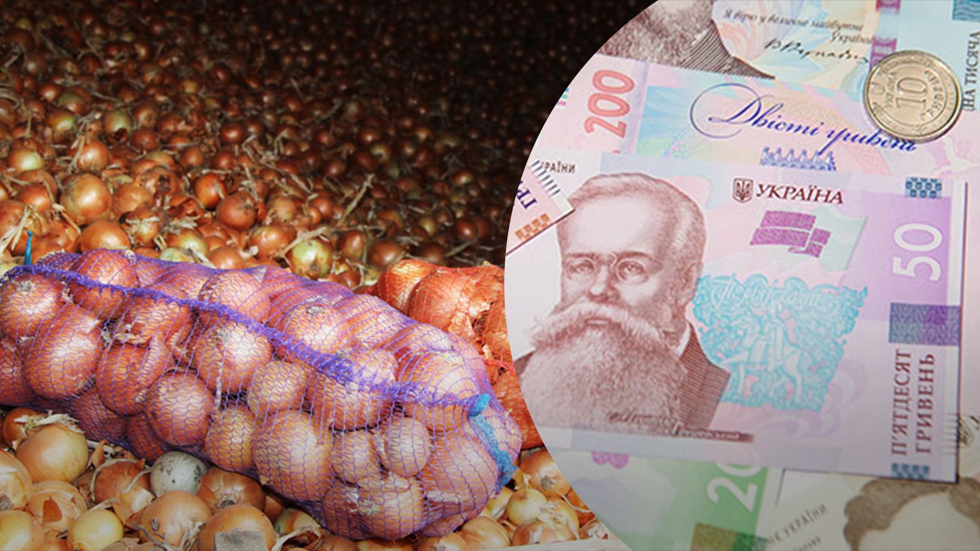 Чому дорожчає цибуля Чому дорожчає цибуля