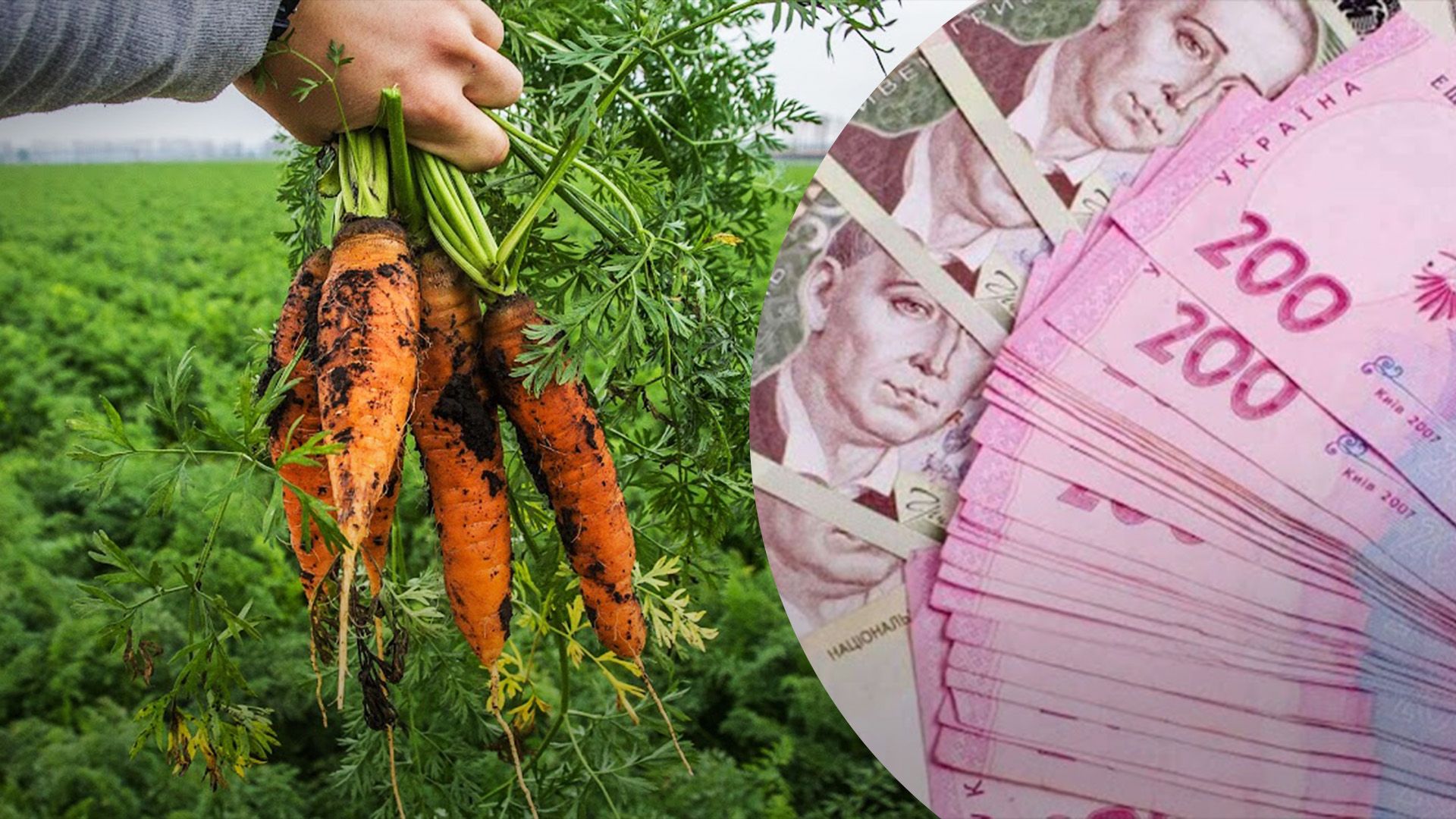 Чому дорожчає морква Чому дорожчає морква