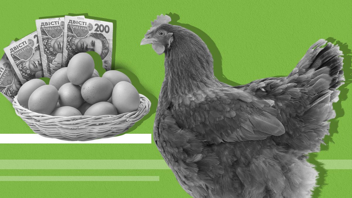 Какие проблемы птицеводства существуют Какие проблемы птицеводства существуют