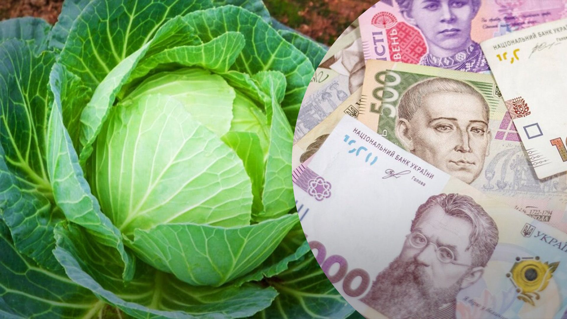Почему подорожала капуста Почему подорожала капуста