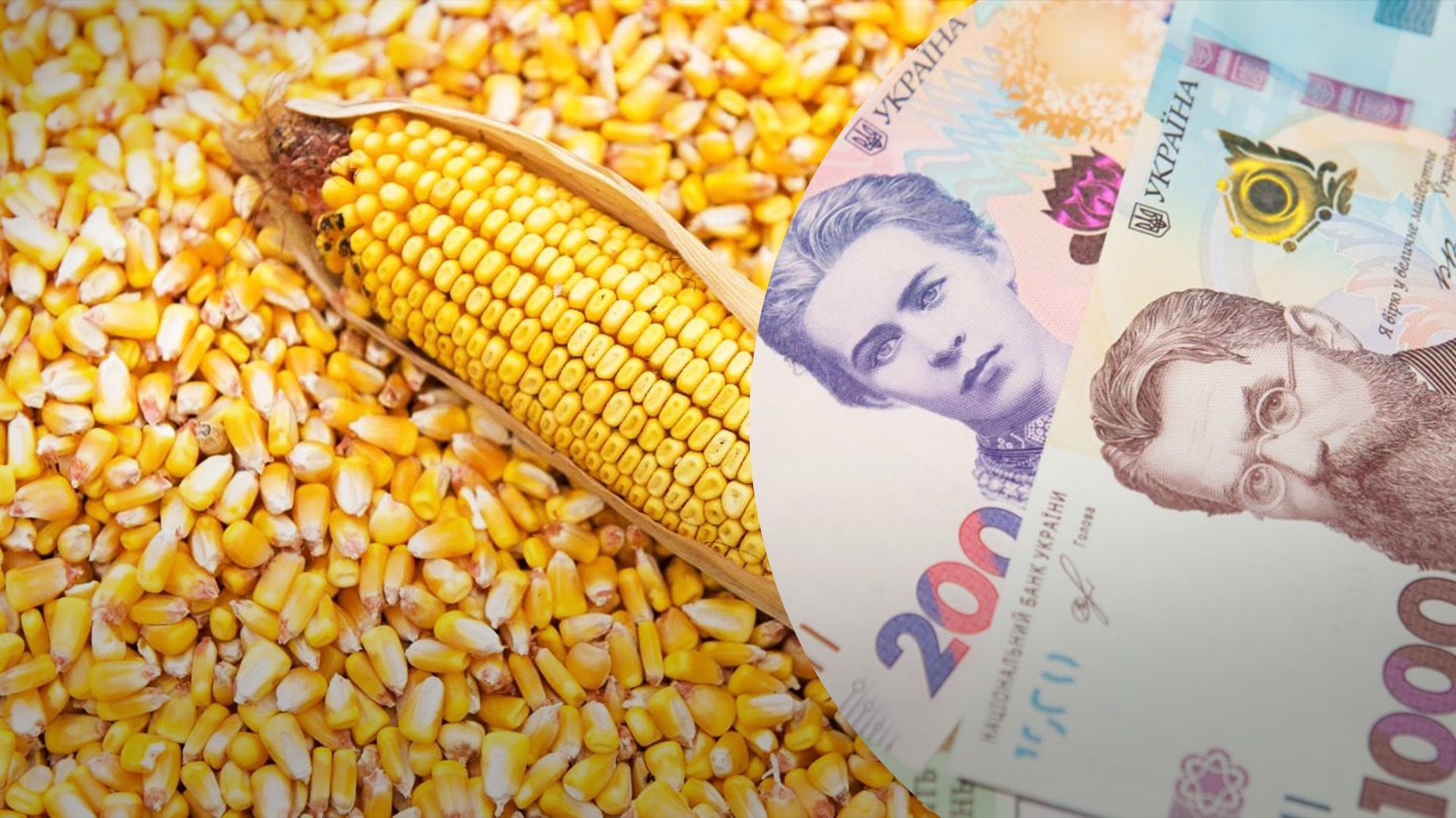 Кукуруза немного подорожала Кукуруза немного подорожала