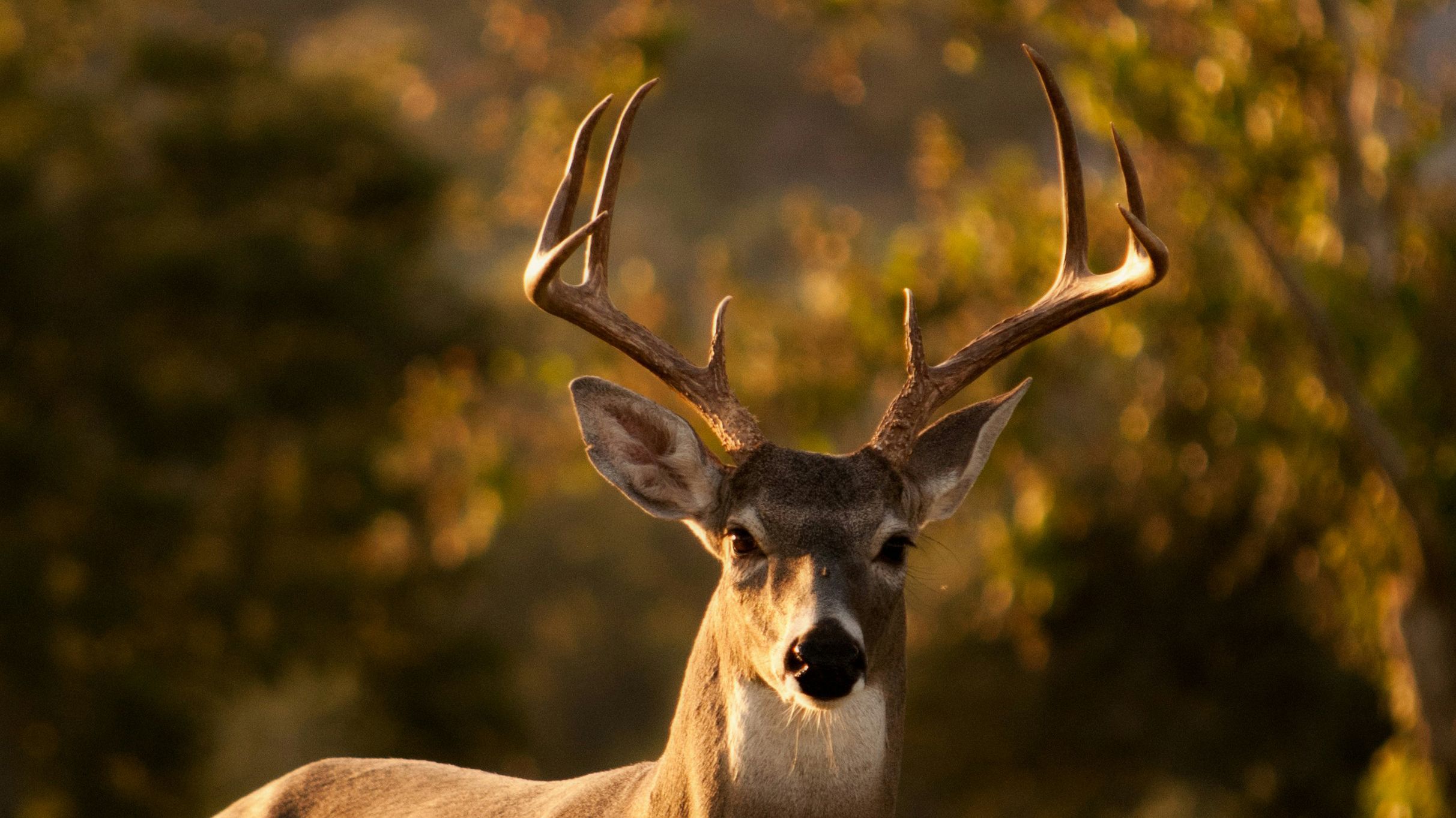 В США олень забежал в маникюрный салон - курьезное видео В США олень забежал в маникюрный салон - курьезное видео