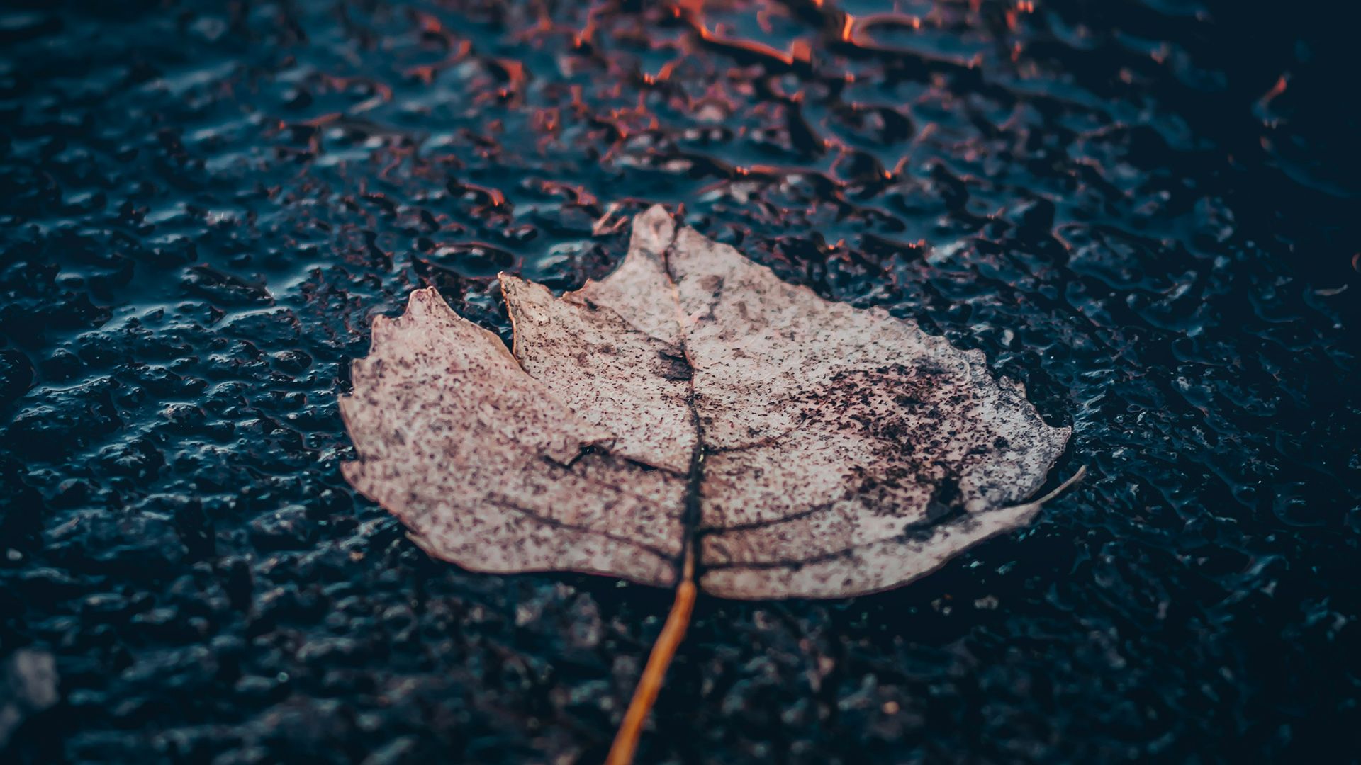 Дождь Дождь