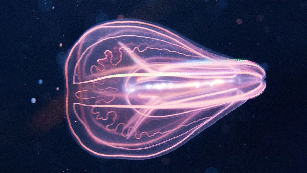 Морська істота здатна омолоджуватись, повертаючись до стадії личинки Морська істота здатна омолоджуватись, повертаючись до стадії личинки