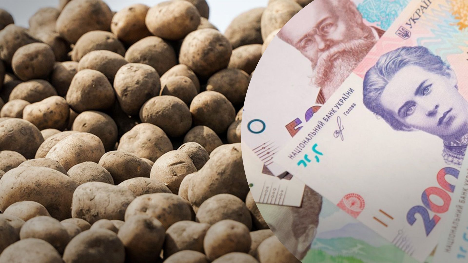 Картофель подешевел в Украине Картофель подешевел в Украине