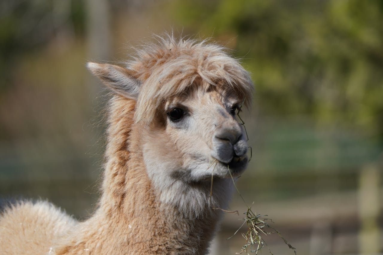 Милая лама держит во рту соломинку Милая лама держит во рту соломинку