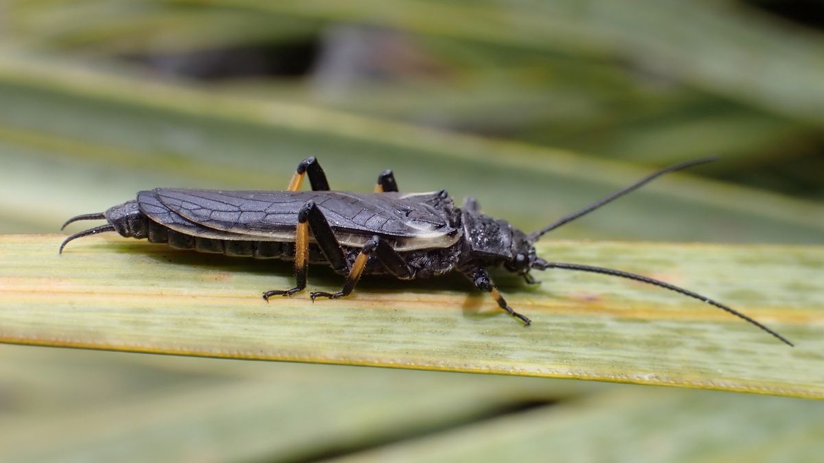 Ці комахи повністю змінили свій колір через людей Ці комахи повністю змінили свій колір через людей