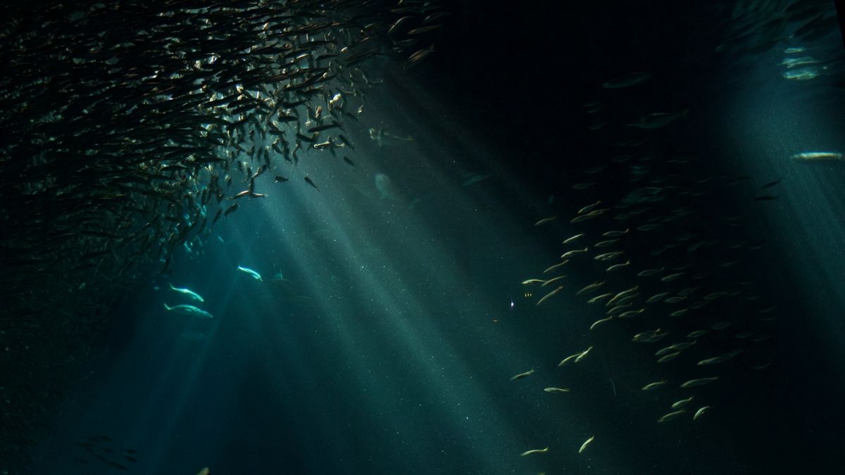 Хижаки з'їли 10 мільйонів особин мойви за лічені години Хижаки з'їли 10 мільйонів особин мойви за лічені години