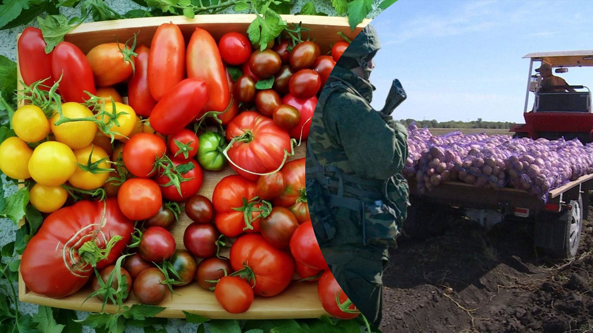 Окупанти хочуть красти овочі в українських фермерів Окупанти хочуть красти овочі в українських фермерів