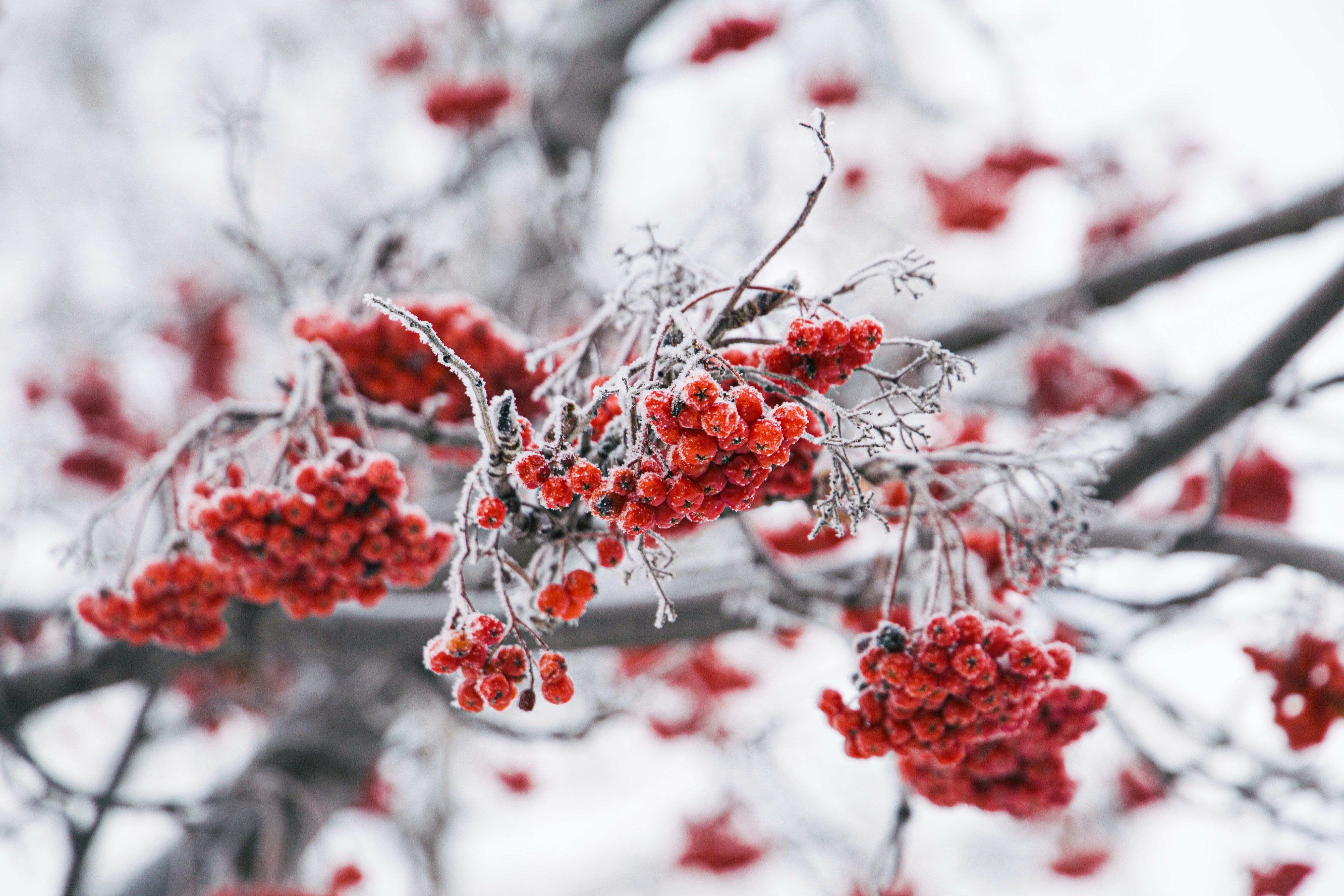 Зимний сад Зимний сад