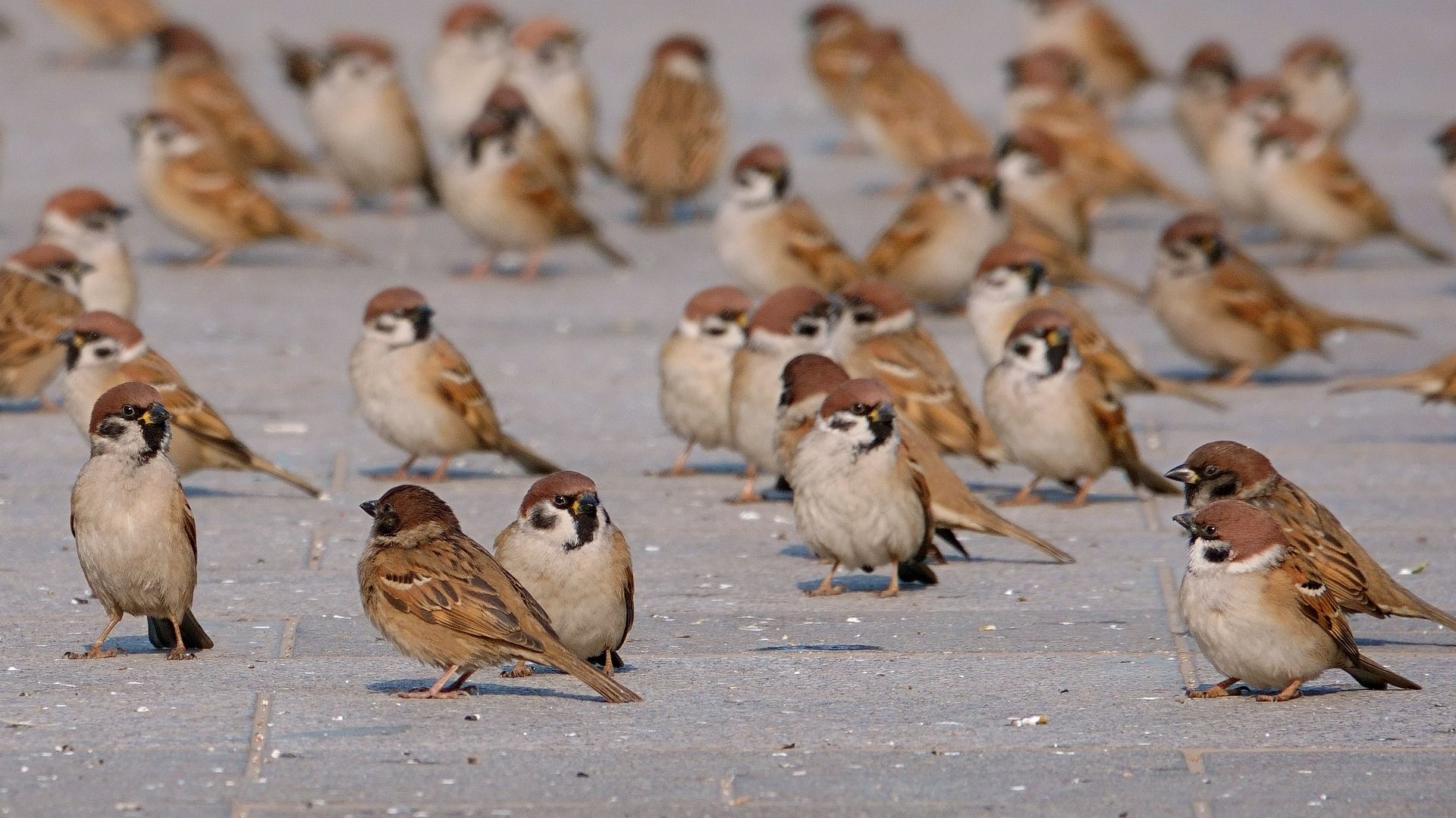 В Украине исчезают воробьи В Украине исчезают воробьи