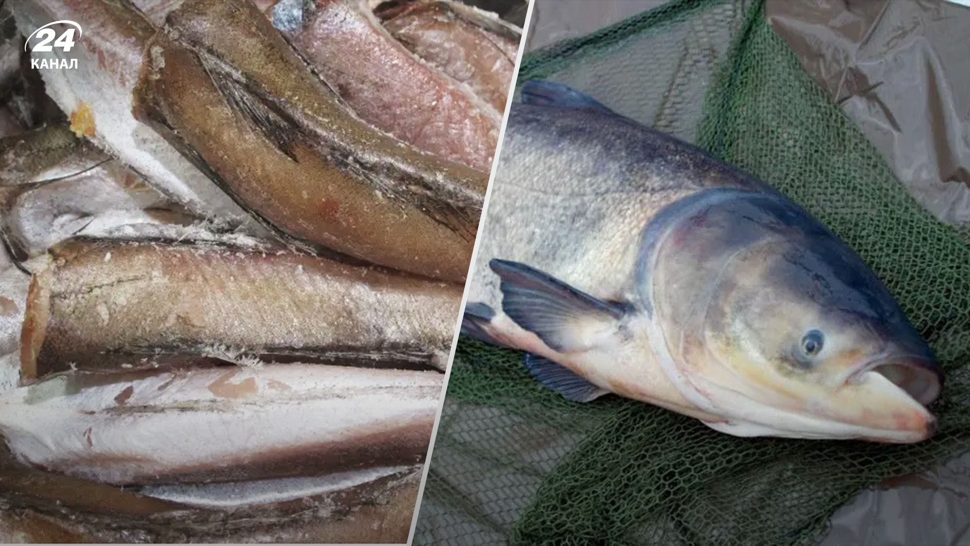 Держава купуватиме товстолоба замість хека Держава купуватиме товстолоба замість хека