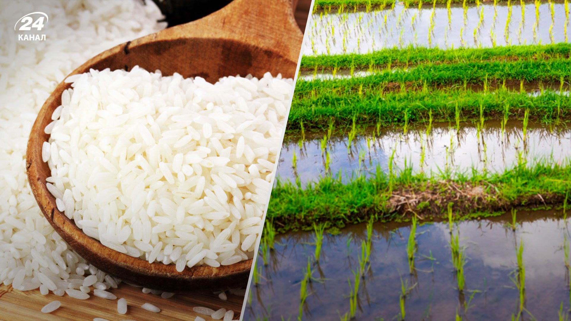 Производство риса выросло Производство риса выросло