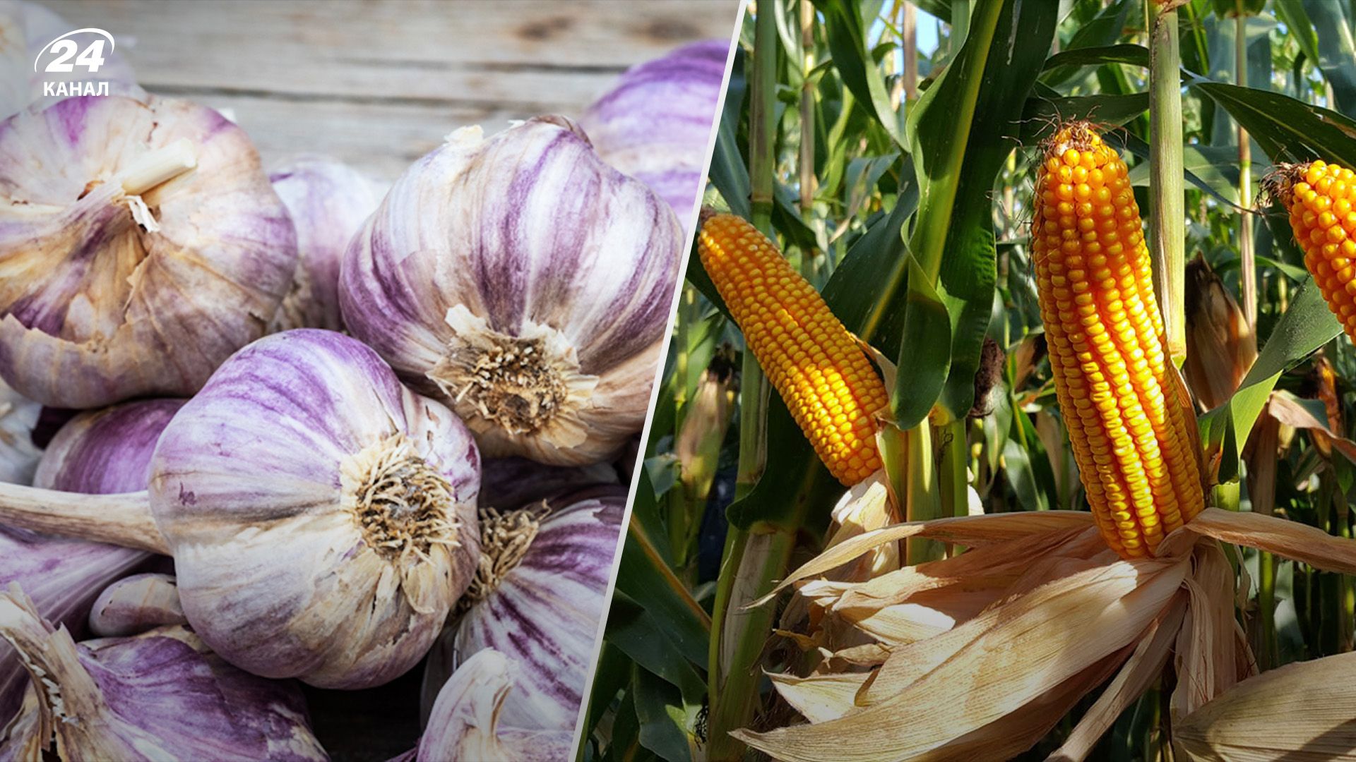 Выращивание чеснока в 40 раз выгоднее кукурузы Выращивание чеснока в 40 раз выгоднее кукурузы