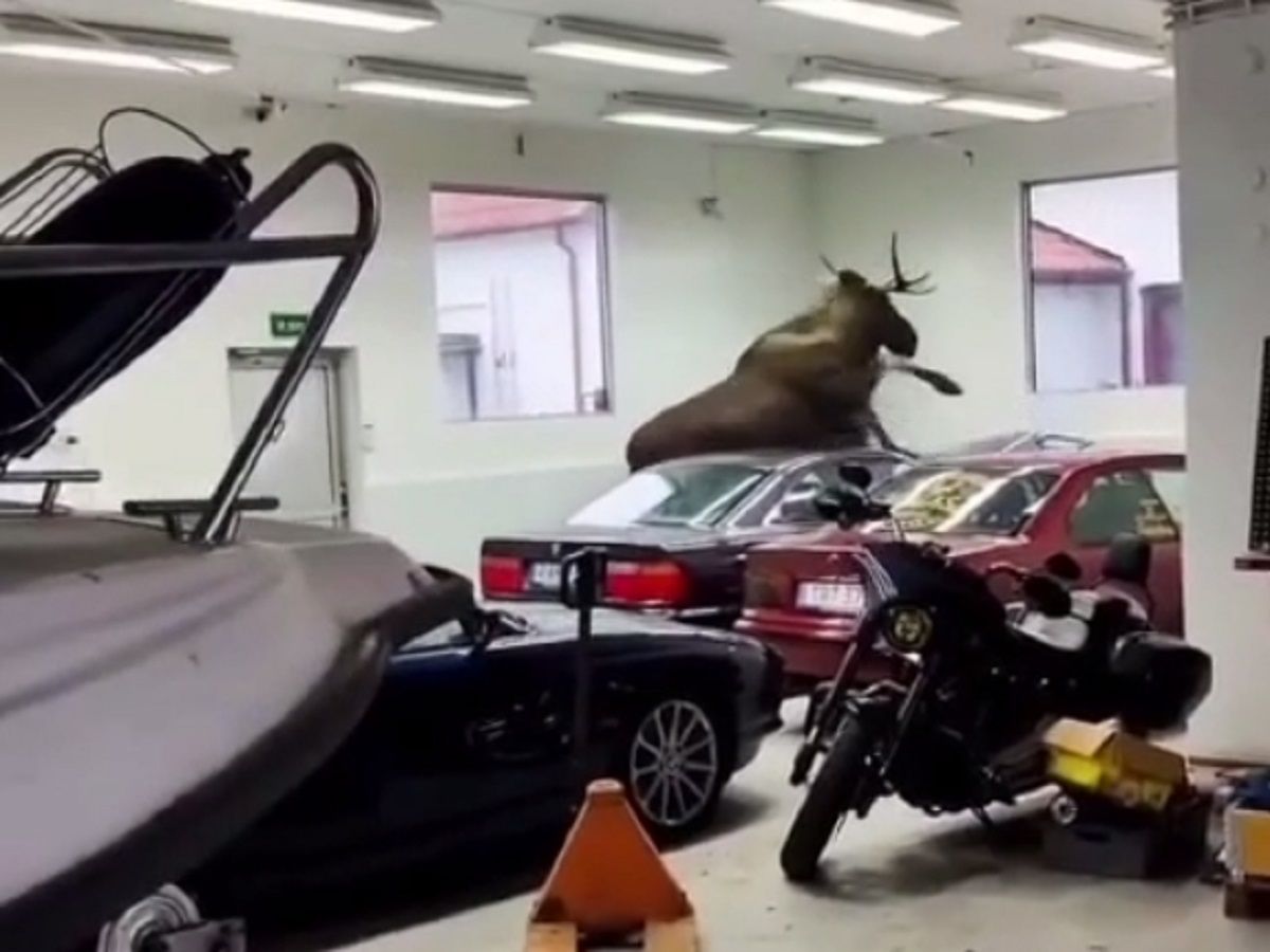 Лось пробрался в автосалон в Швеции и разбил много автомобилей: эпическое видео - Развлечения Лось пробрался в автосалон в Швеции и разбил много автомобилей: эпическое видео - Развлечения
