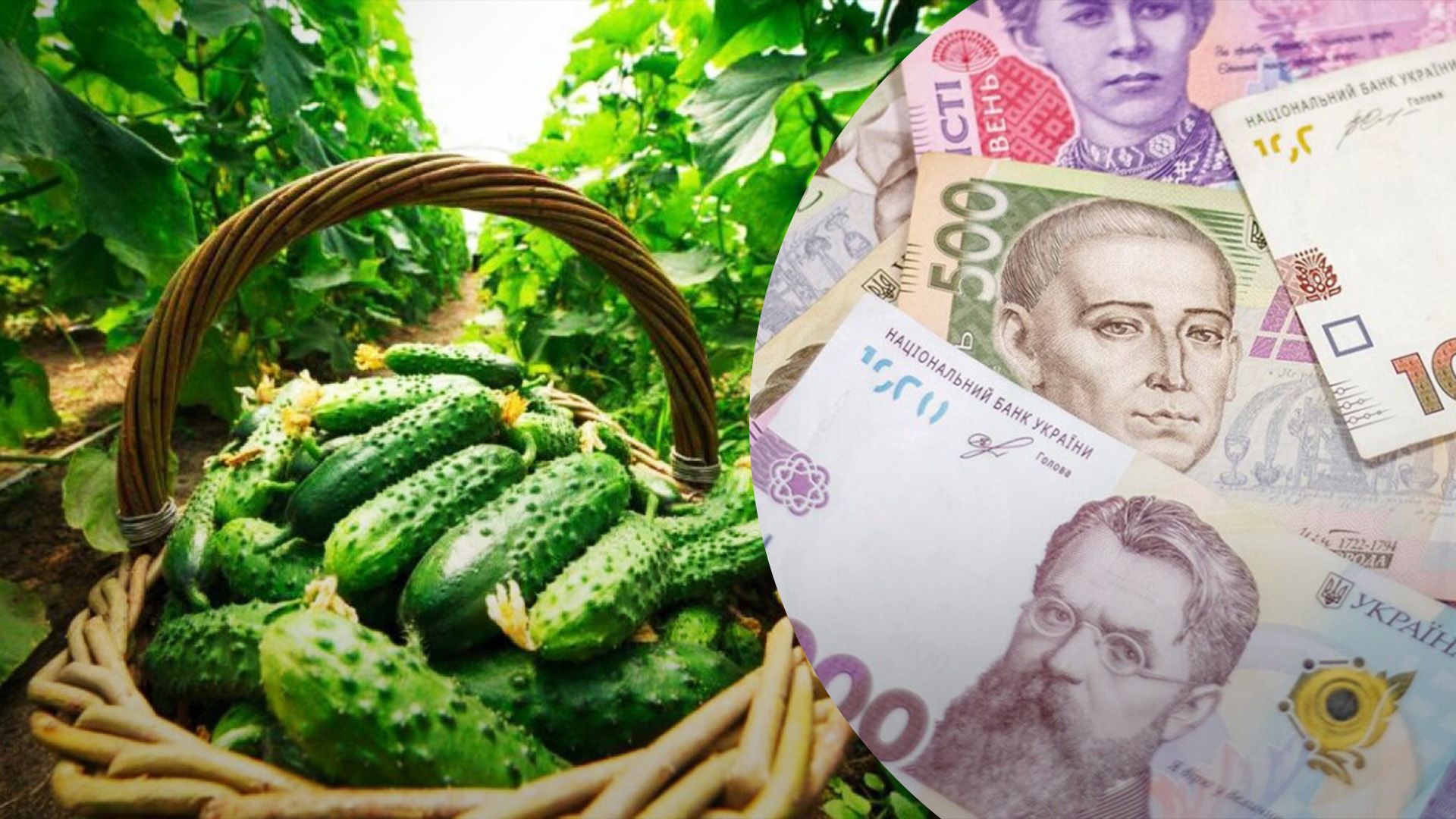 Огурцы начали дешеветь Огурцы начали дешеветь