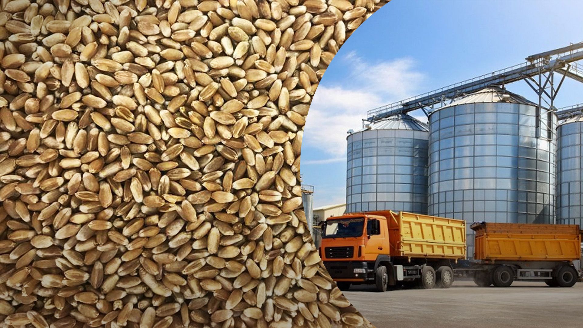 Ситуація на ринку пшениці ЄС Ситуація на ринку пшениці ЄС