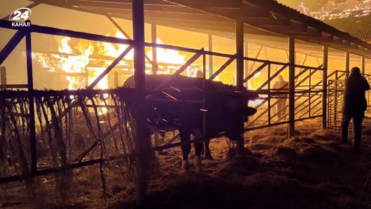 На конеферме на Днепропетровщине сгорели 140 домашних животных - 24 Канал На конеферме на Днепропетровщине сгорели 140 домашних животных - 24 Канал