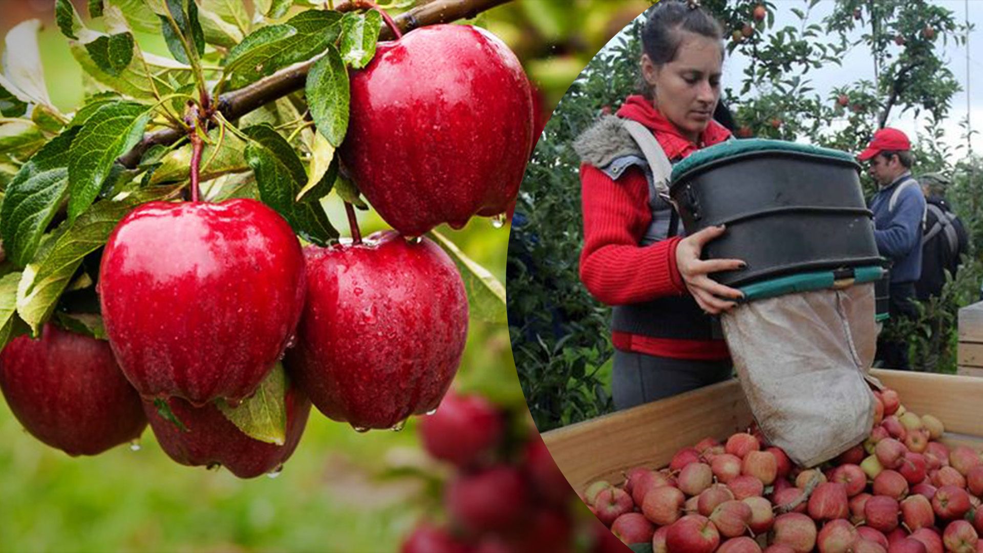 Яблоко является лидером среди фруктов Украины Яблоко является лидером среди фруктов Украины