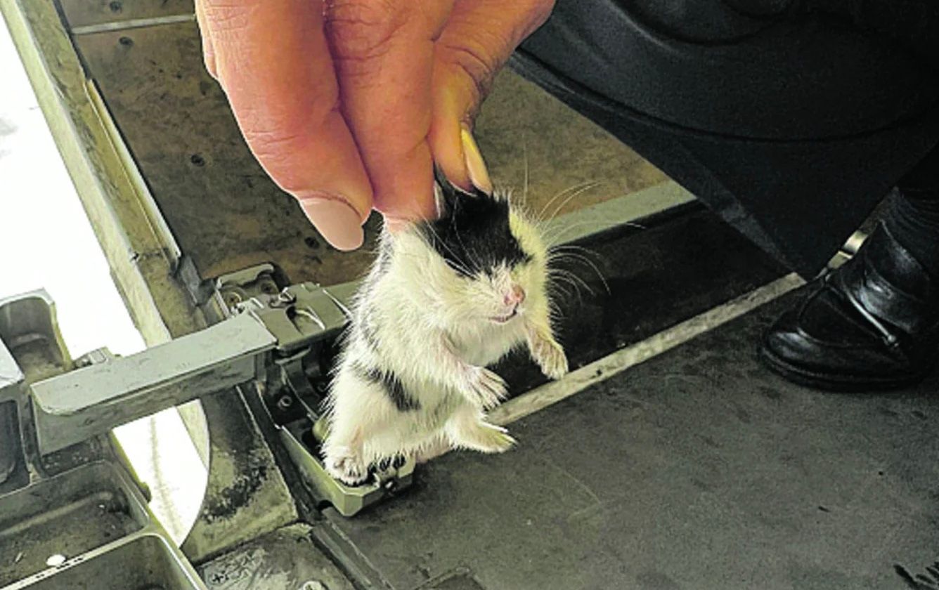 В Португалии самолет застрял в аэропорту из-за побега 132 хомяков В Португалии самолет застрял в аэропорту из-за побега 132 хомяков