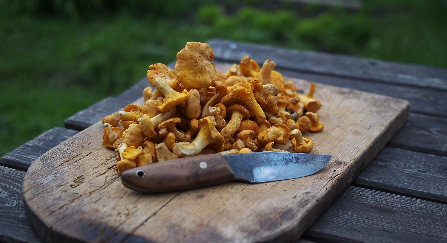 Чи потрібно варити лисички Чи потрібно варити лисички
