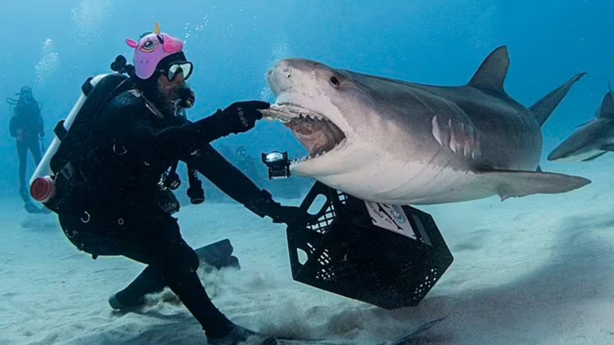 Тигрова акула проковтнула iPhone під час годування - що було далі Тигрова акула проковтнула iPhone під час годування - що було далі