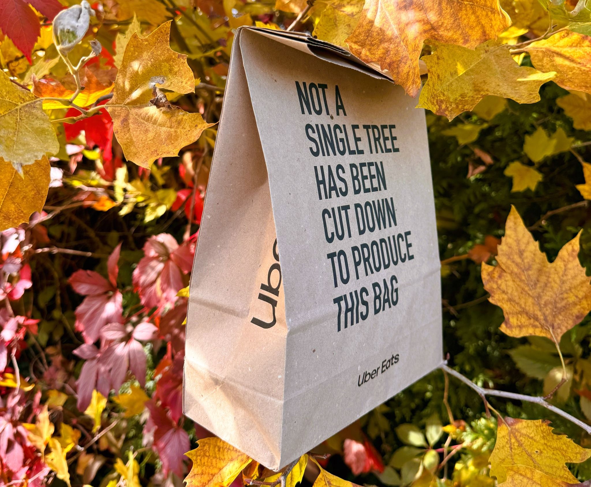 Украинец открыл в Париже завод по изготовлению бумаги из опавших листьев - Тренды Украинец открыл в Париже завод по изготовлению бумаги из опавших листьев - Тренды