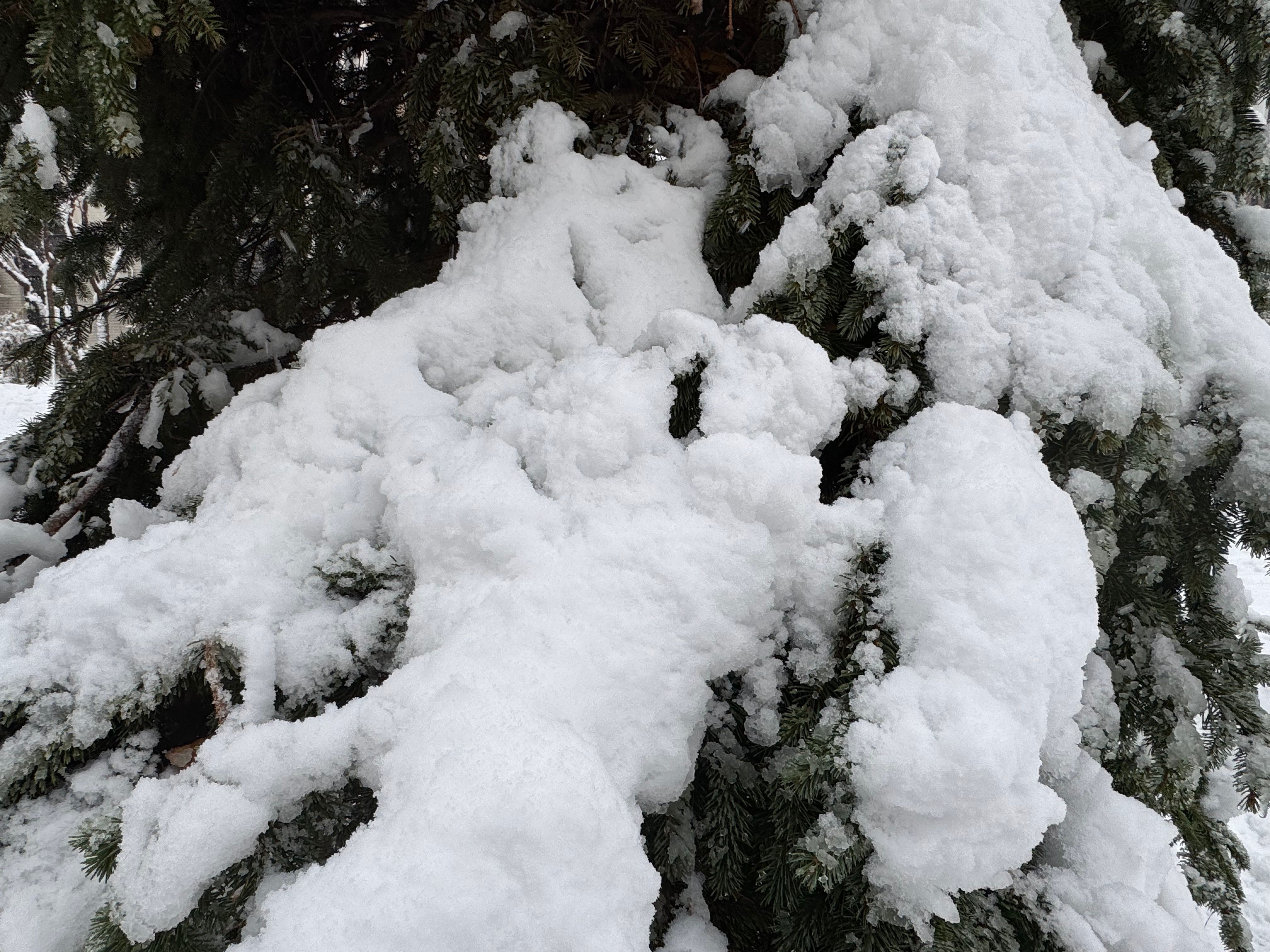 Снег в Украине Снег в Украине