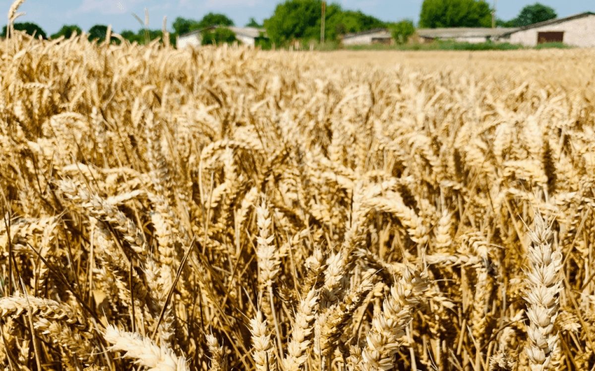 Росіяни будуть сіяти менше пшениці Росіяни будуть сіяти менше пшениці