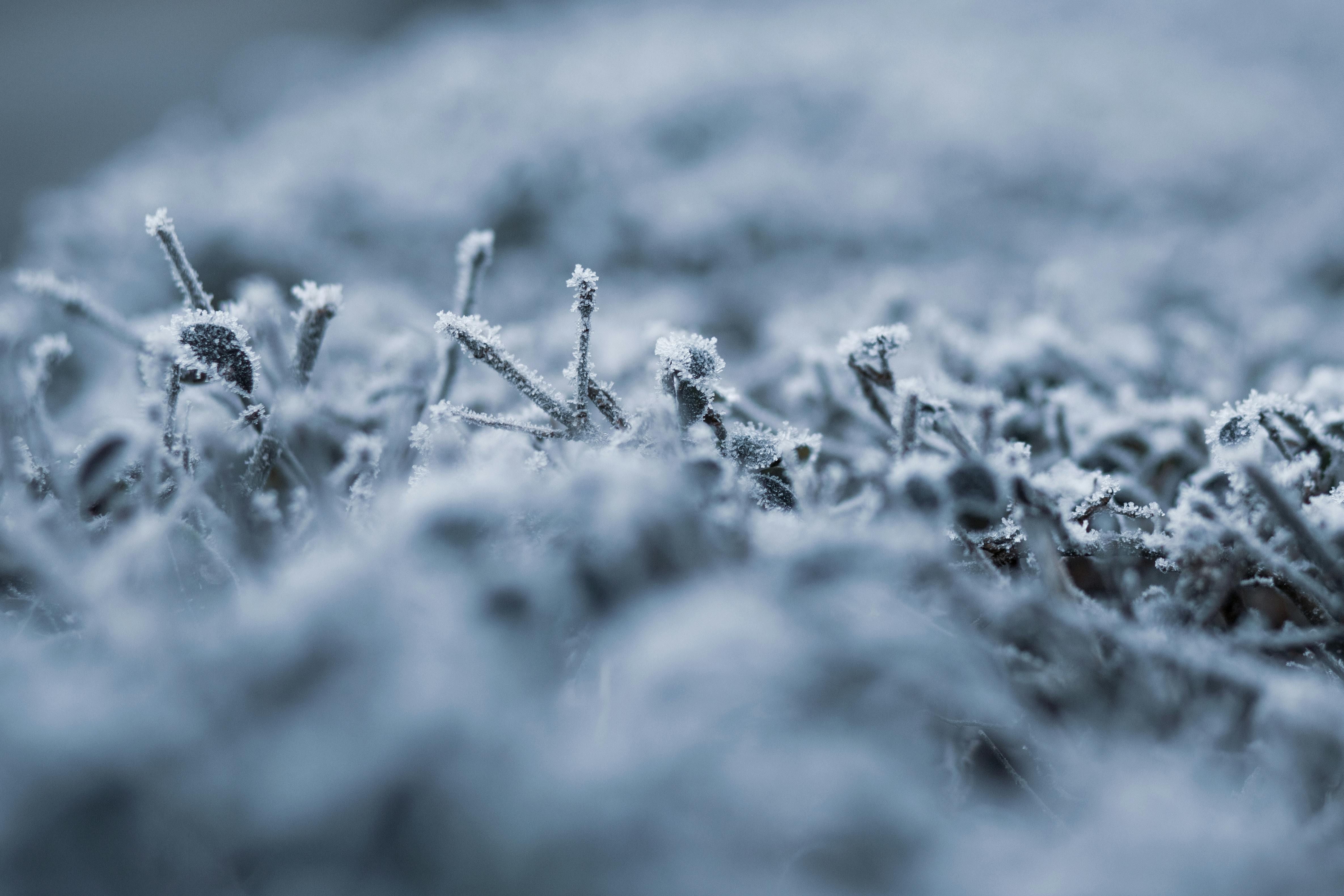 Мороз може пошкодити рослини Мороз може пошкодити рослини