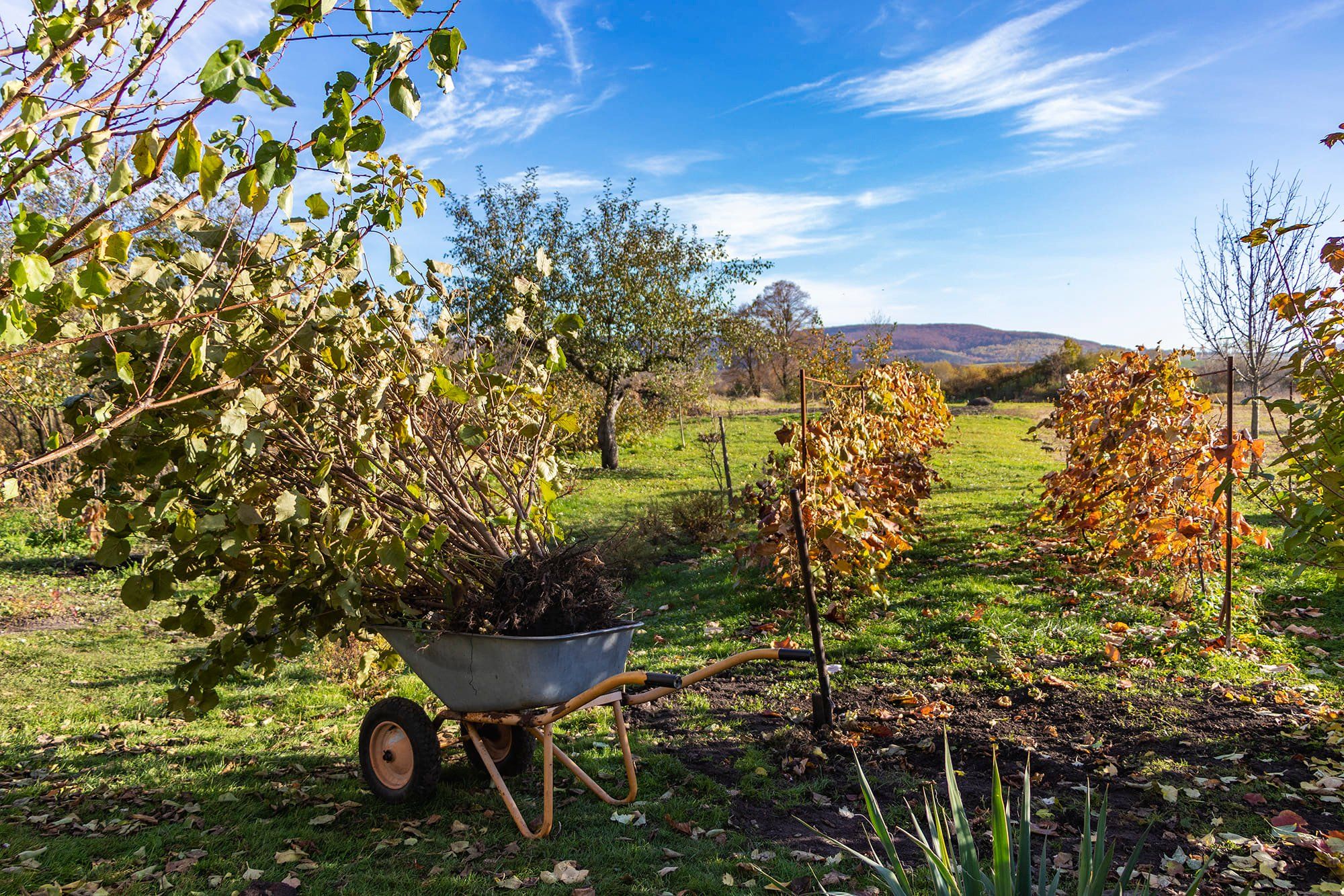Можно ли обрезать соседские ветки Можно ли обрезать соседские ветки
