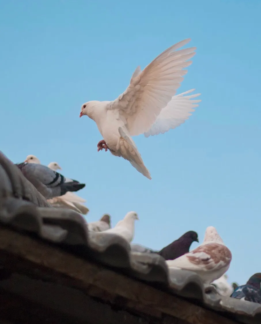 В Італії заборонено годувати голубів В Італії заборонено годувати голубів