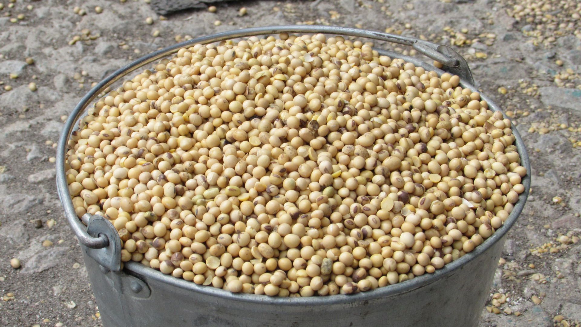 Соя дала рекордный урожай Соя дала рекордный урожай