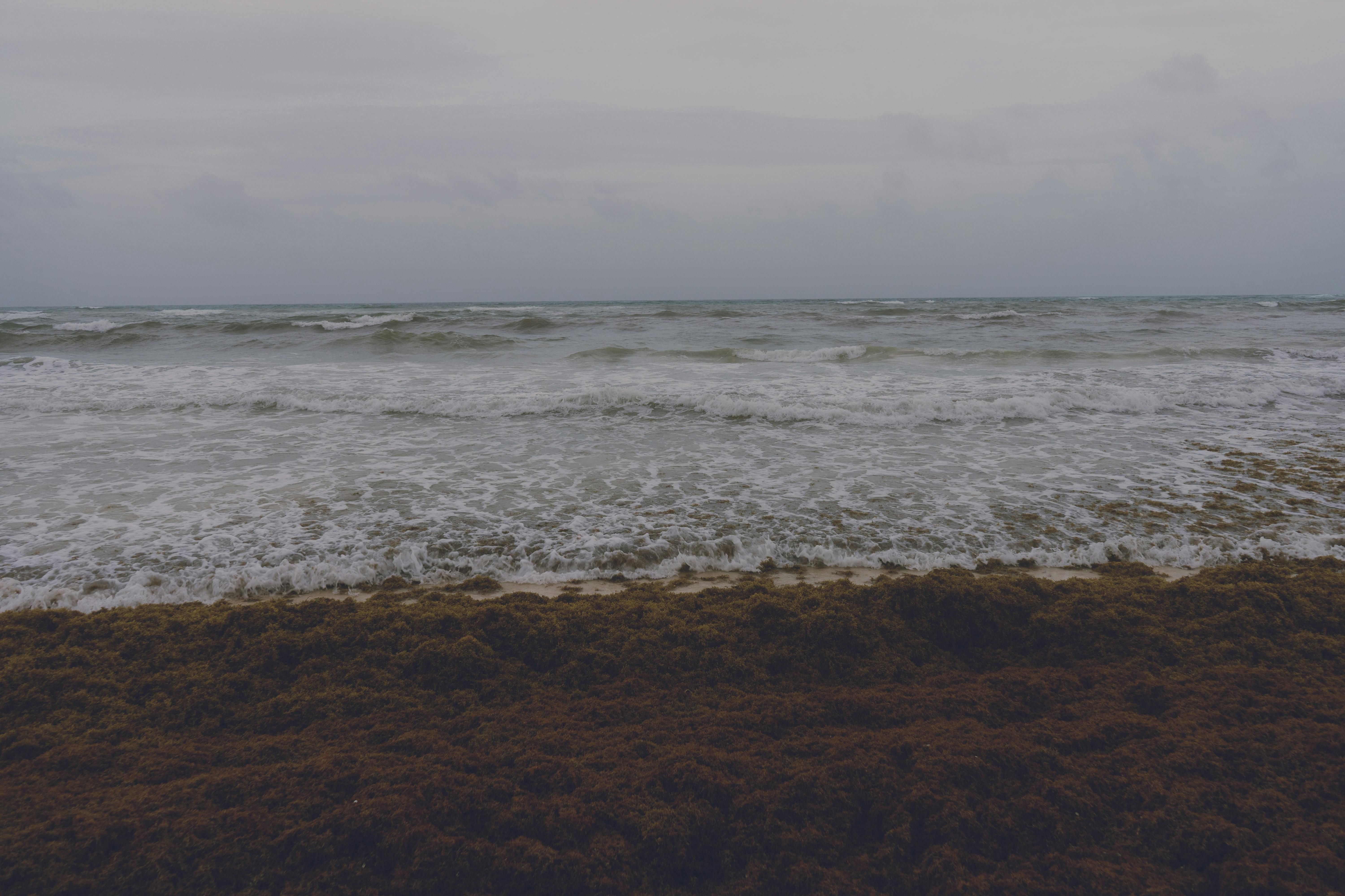 Барбадос планирует перейти на топливо из водорослей Барбадос планирует перейти на топливо из водорослей