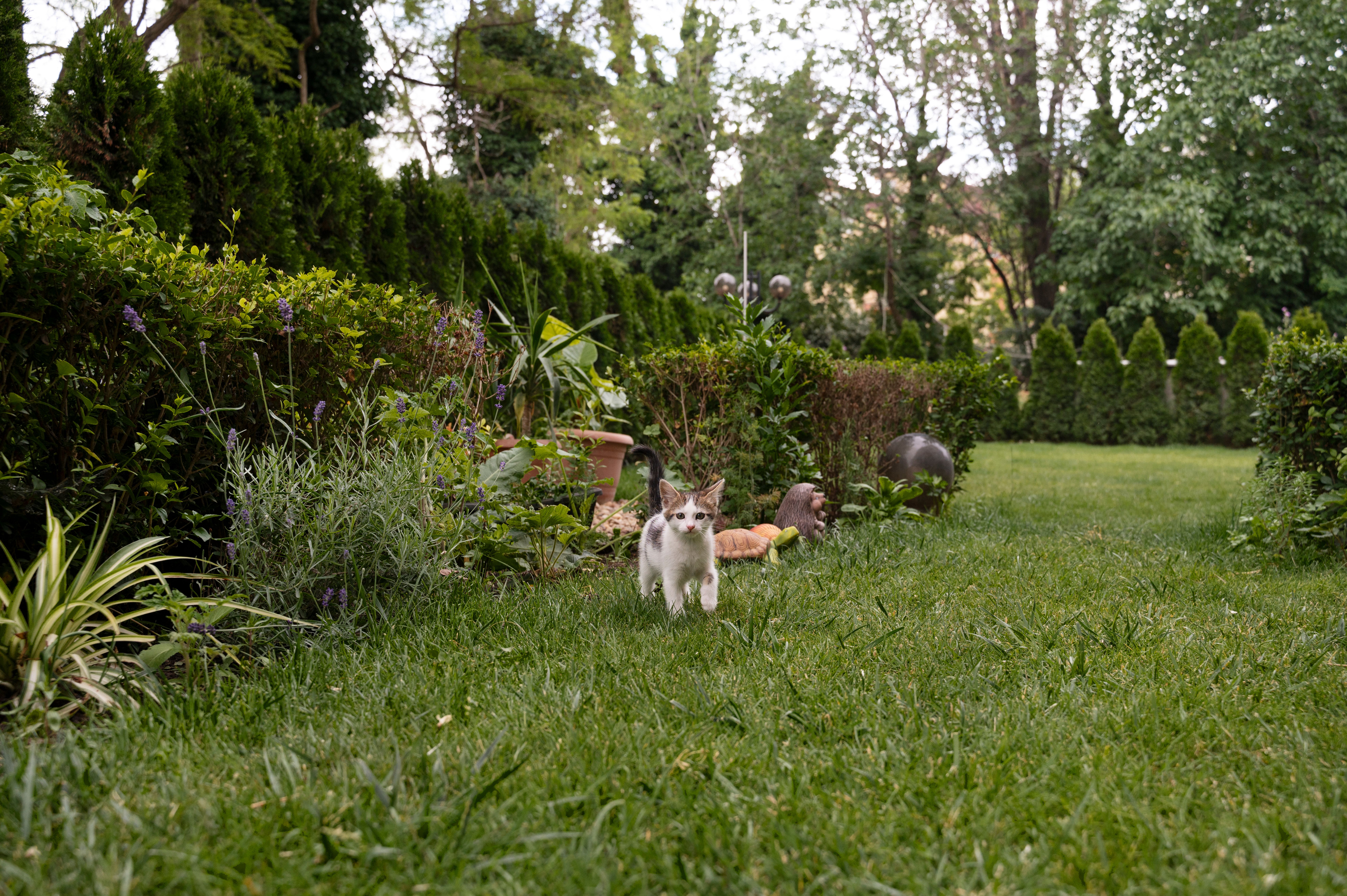 Трави можуть захистити ділянку від сильних вітрів Трави можуть захистити ділянку від сильних вітрів