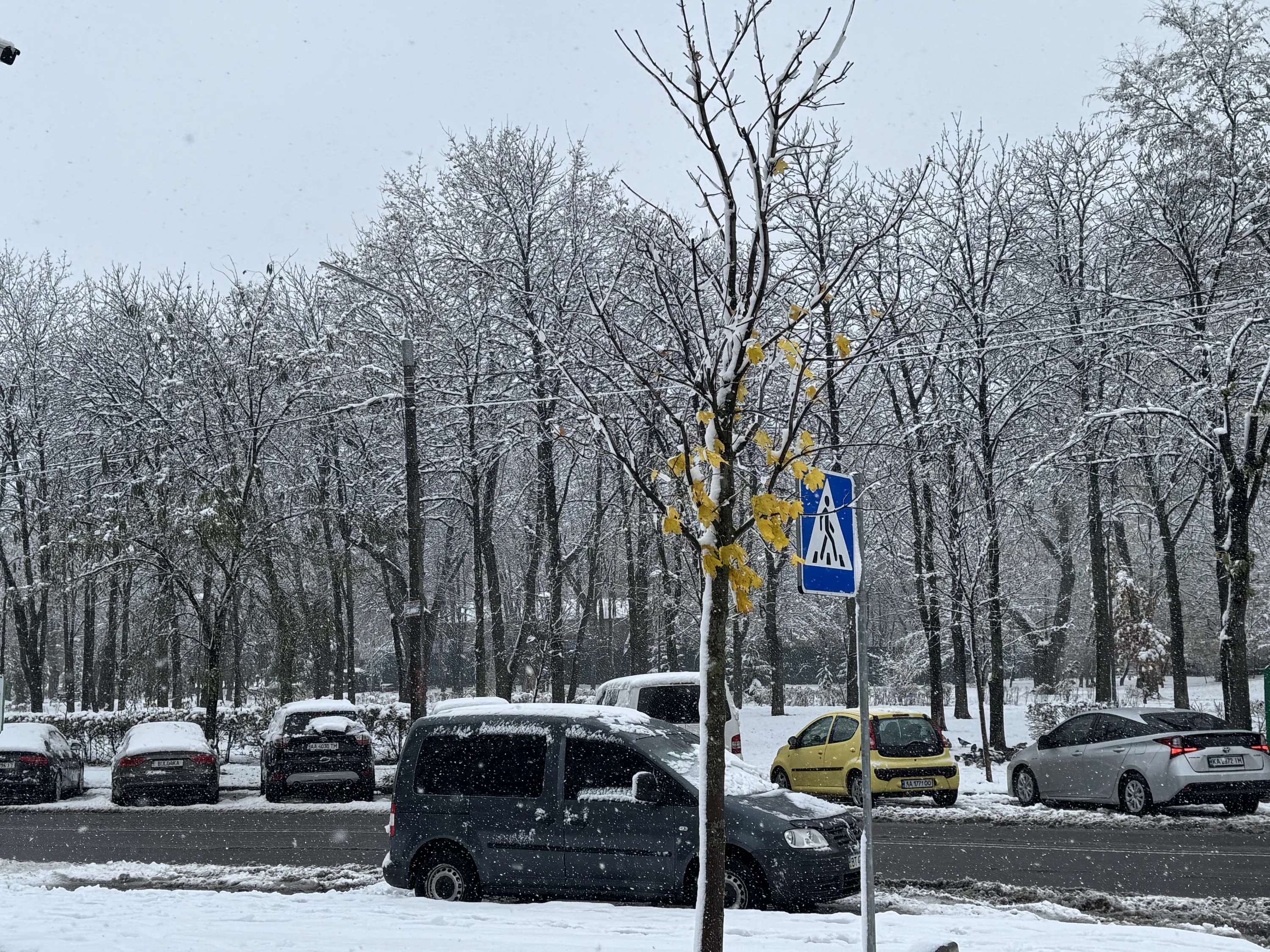Сніг в Україні Сніг в Україні