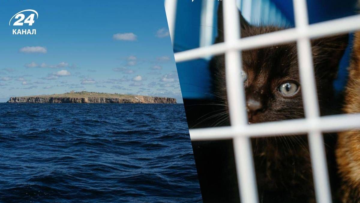 Розвідники евакуювали тварин з острова Зміїний - 24 Канал Розвідники евакуювали тварин з острова Зміїний - 24 Канал