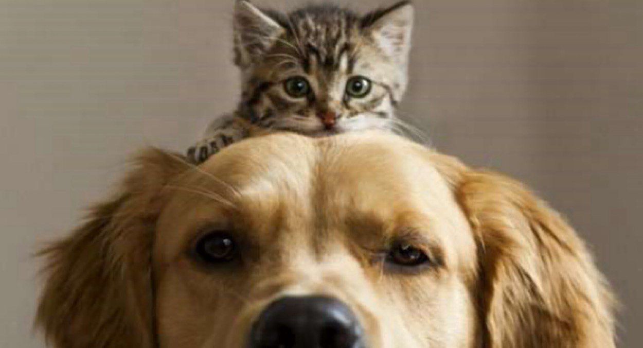 В Украине стартует реестр для котов, собак и хорьков В Украине стартует реестр для котов, собак и хорьков