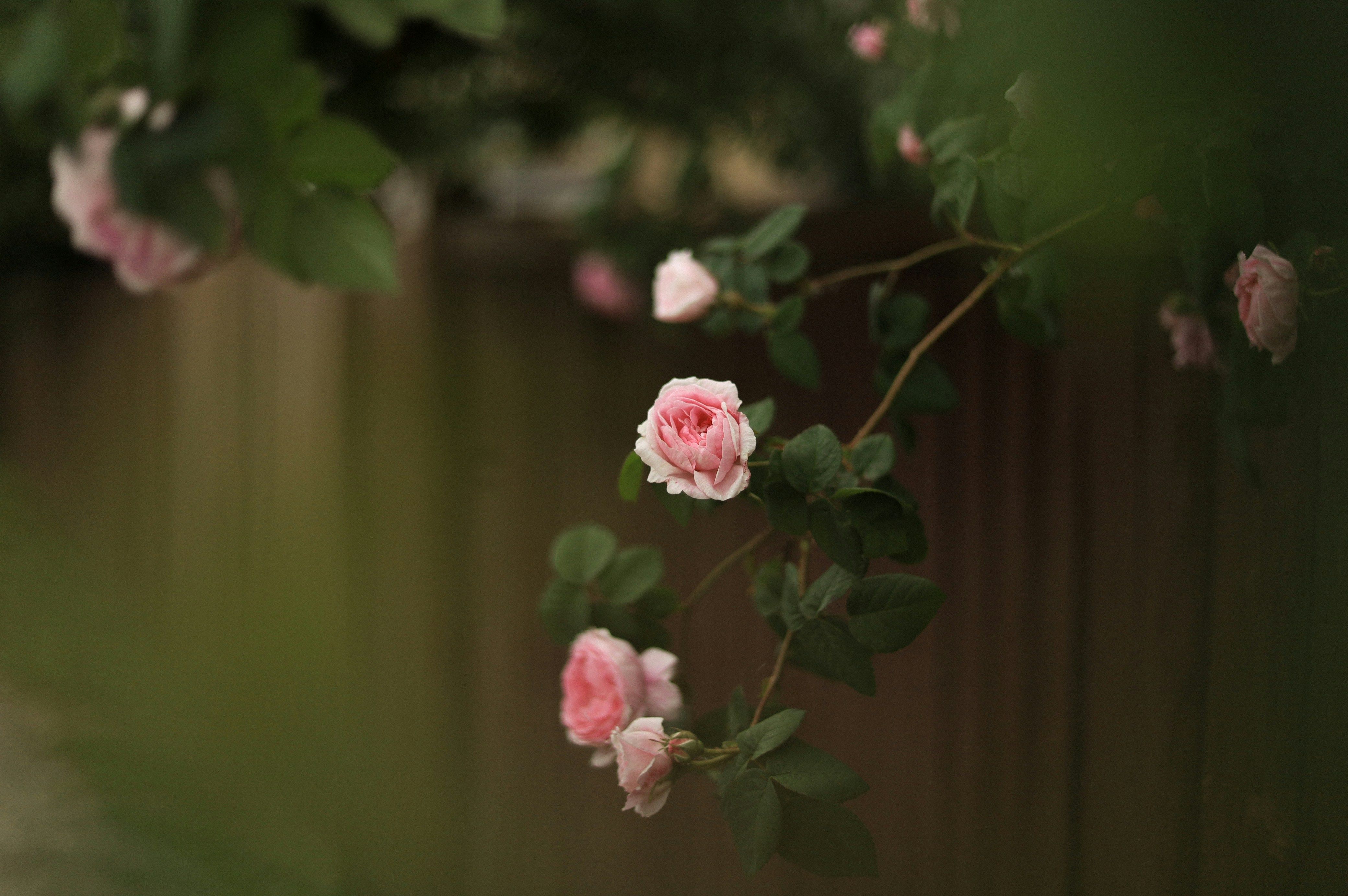 Які рослини треба обрізати зараз Які рослини треба обрізати зараз