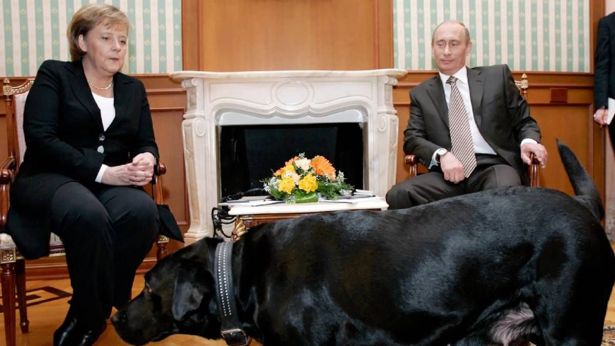 Путин отреагировал на слова Меркель о том, что он намеренно пугал ее своим лабрадором Кони Путин отреагировал на слова Меркель о том, что он намеренно пугал ее своим лабрадором Кони