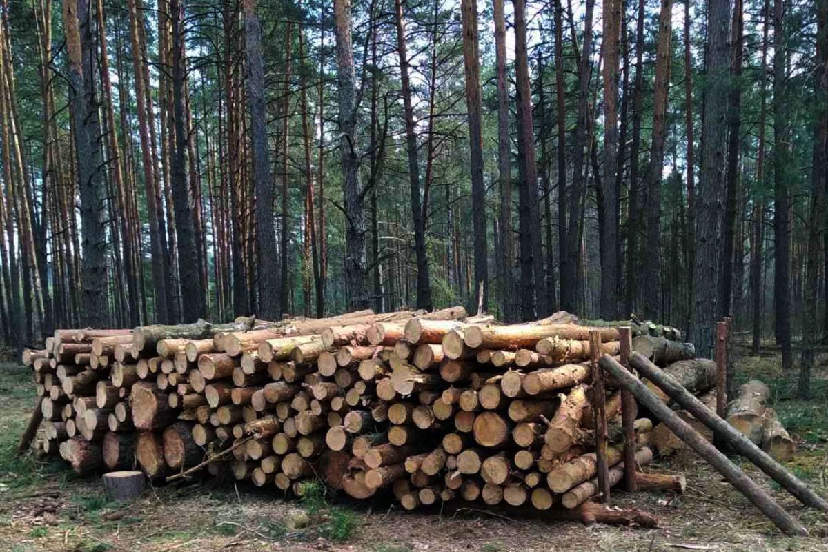 Чи можна збирати дрова у лісі