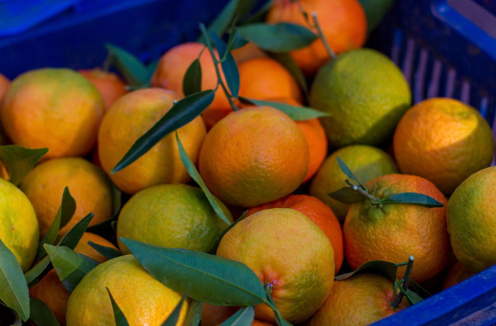 Как превратить кислые мандарины в сладкие Как превратить кислые мандарины в сладкие