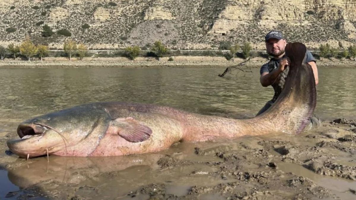 Польський рибалка зловив 3-метрову рибу в річці Польський рибалка зловив 3-метрову рибу в річці