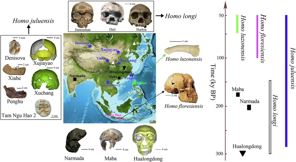 Примеры окаменелостей, которые соответствуют Homo juluensis (голубые пятиконечные звезды)