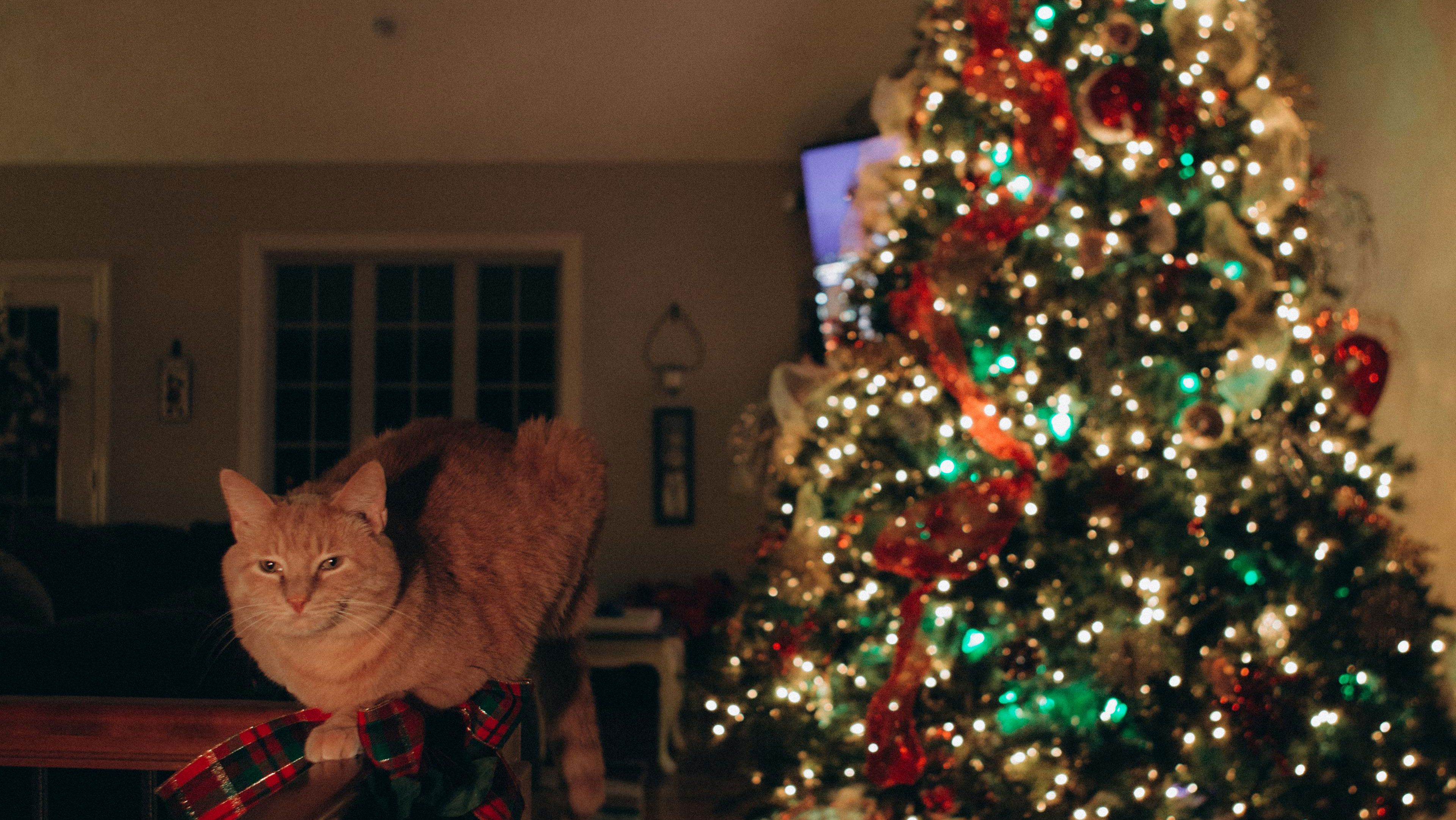 Яку ялинку поставити, якщо вдома є кіт Яку ялинку поставити, якщо вдома є кіт